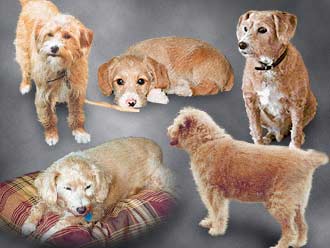 Collage Honden patroon