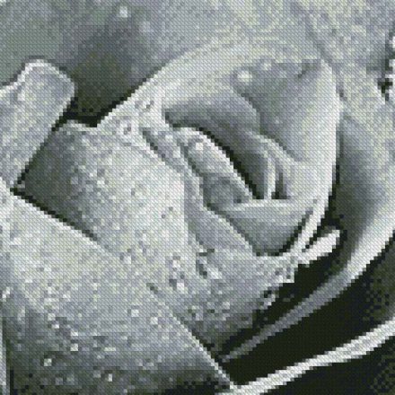 Dusty Gray Rose