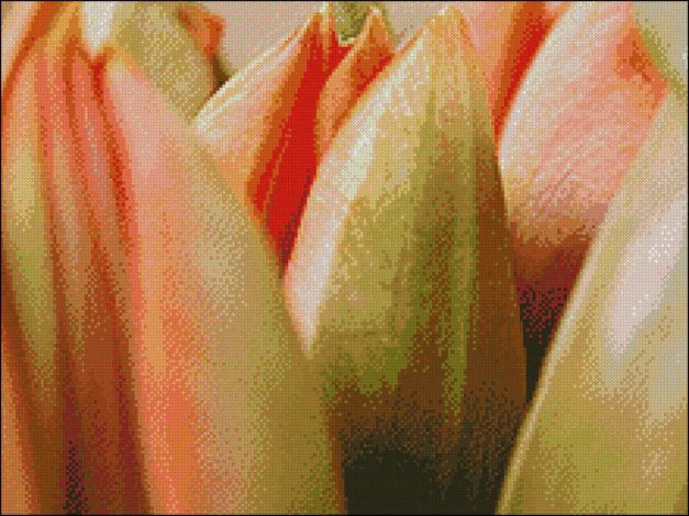 Oranje Tulpen Closeup