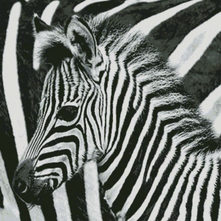Zebra strepen patroon