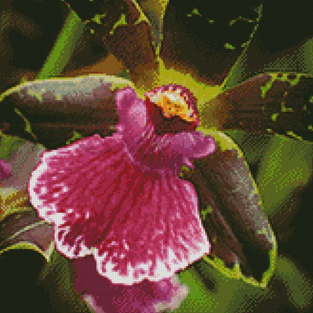 Zygopetalum Orchidee patroon