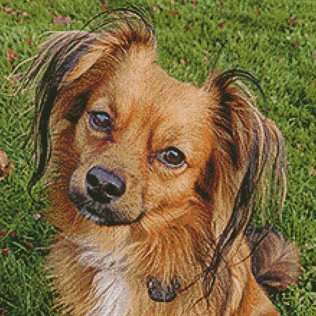 portret hondje layout eind voorbeeld