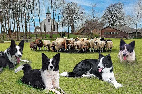 collage schapen hond v2 website
