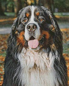 portret hond voorbeeld